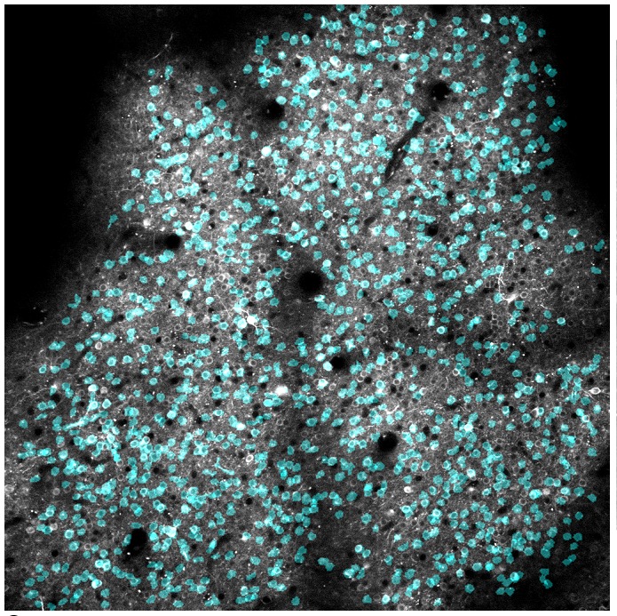 Figure 1—figure supplement 3.