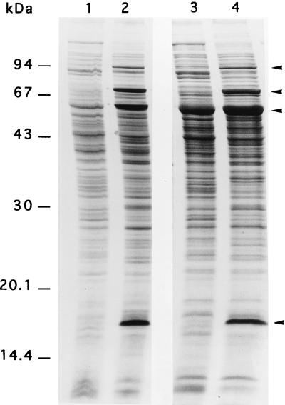 FIG. 6