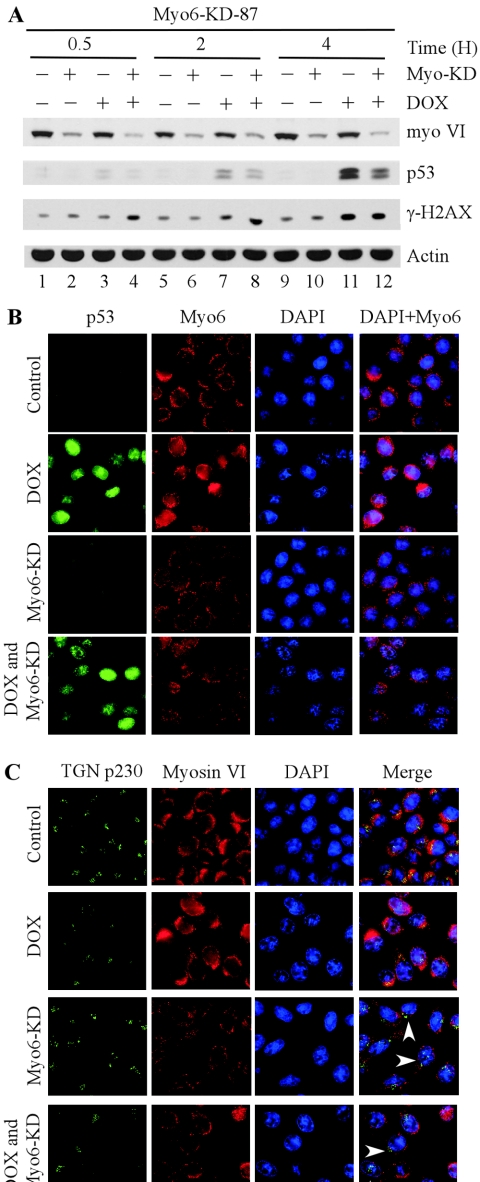 FIG. 7.