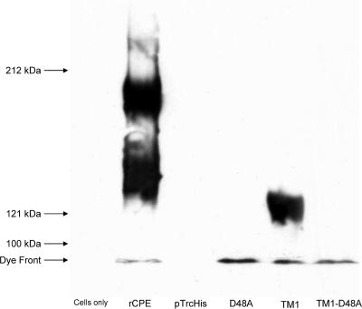 FIG. 5.