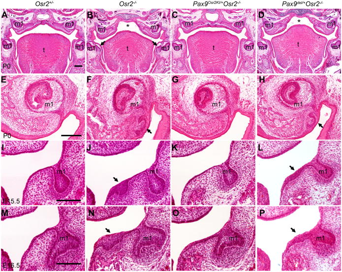 Fig. 5