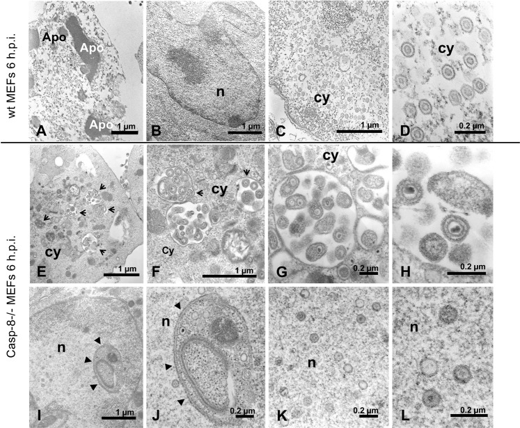 Fig. 8