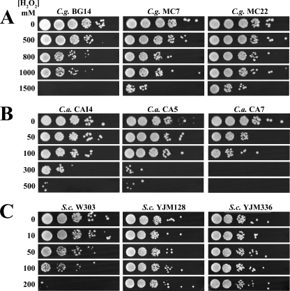 FIG. 2.