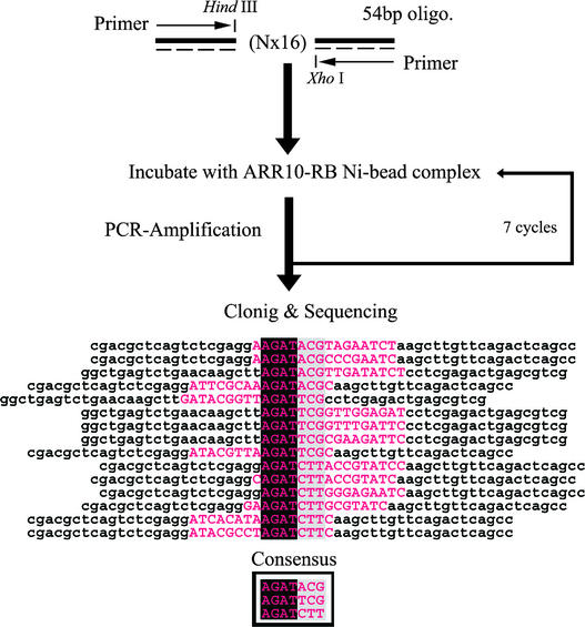 Figure 4.