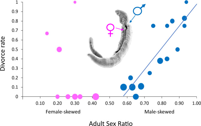 Box 3 Extraordinary adult sex ratios