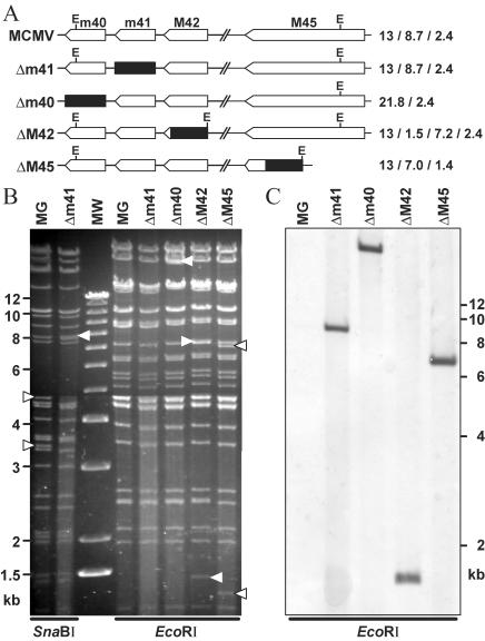 FIG. 3.