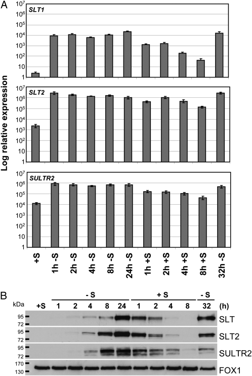 Figure 4.