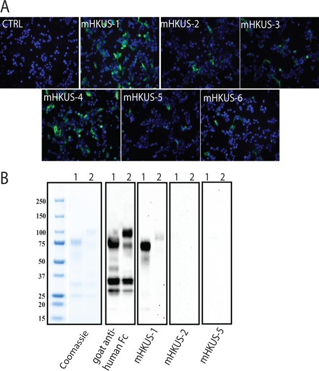 FIG 1