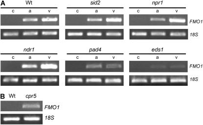 Figure 6.