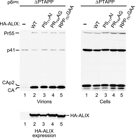 FIG. 7.