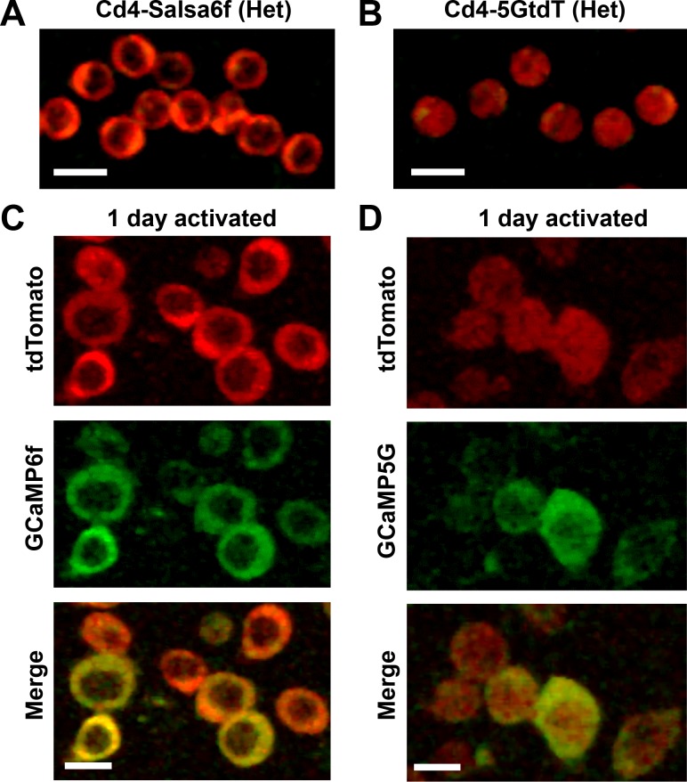 Figure 6—figure supplement 1.