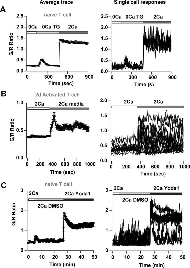 Figure 7—figure supplement 1.