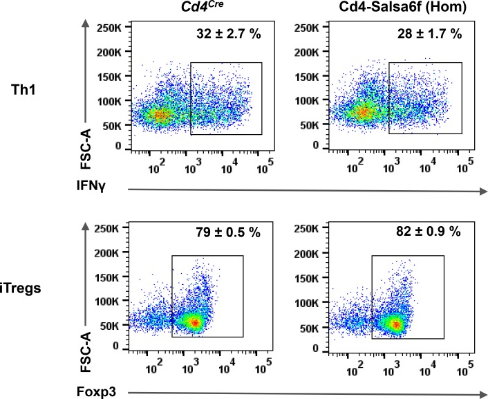 Figure 4—figure supplement 1.