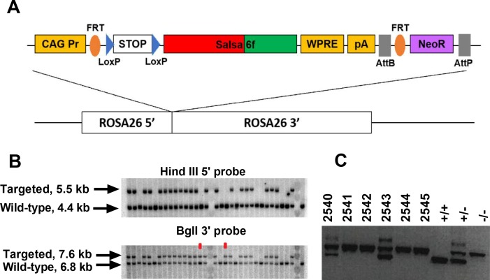 Figure 2.