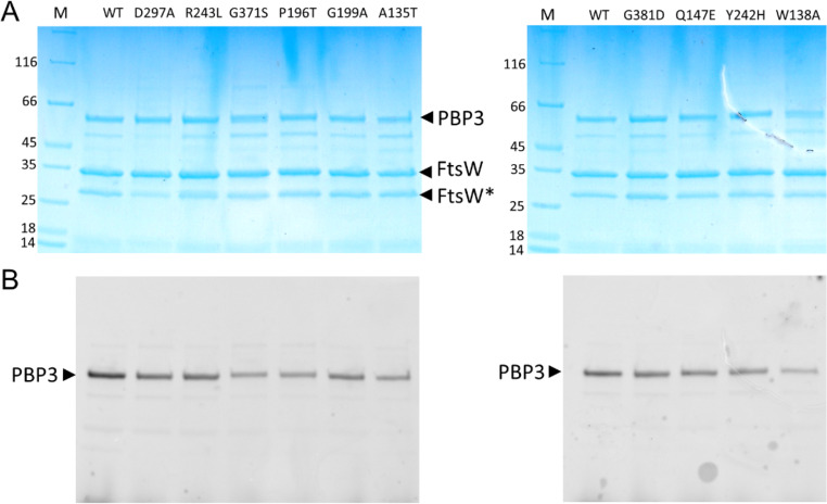 Fig 9