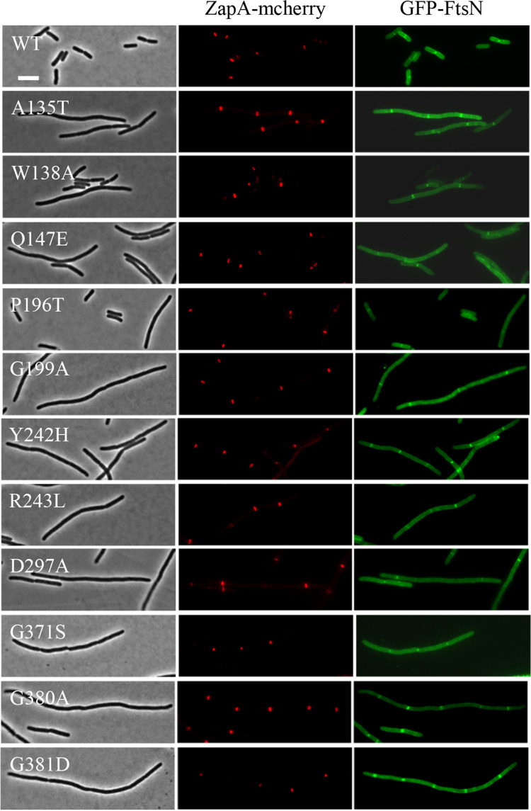 Fig 7