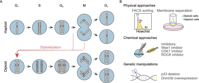 Figure 2