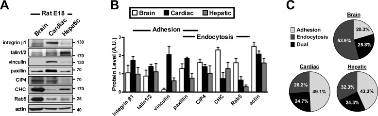 Figure 7—figure supplement 2.