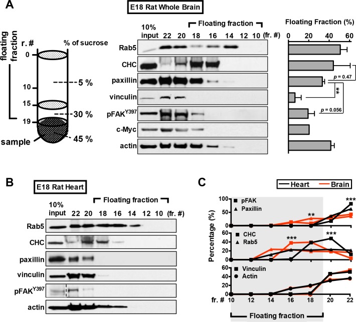 Figure 3—figure supplement 1.