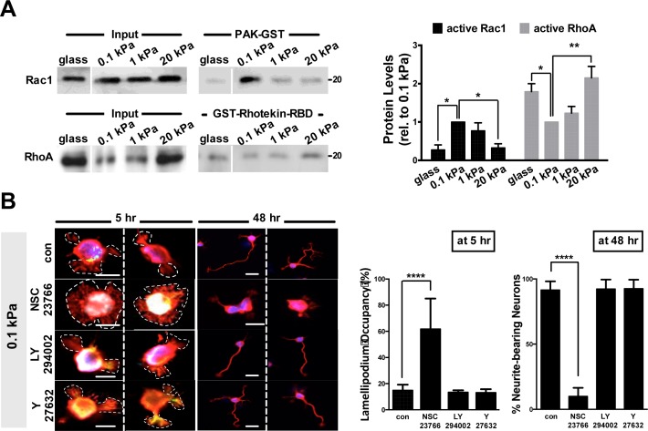 Figure 2—figure supplement 1.