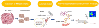 Graphical Abstract