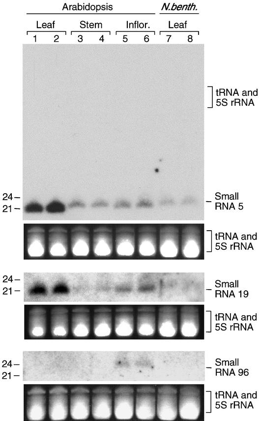 Figure 5.