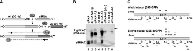 Figure 2.