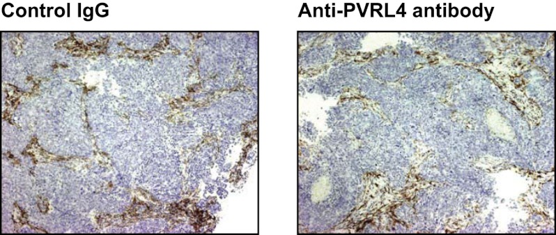 Figure 7—figure supplement 4.