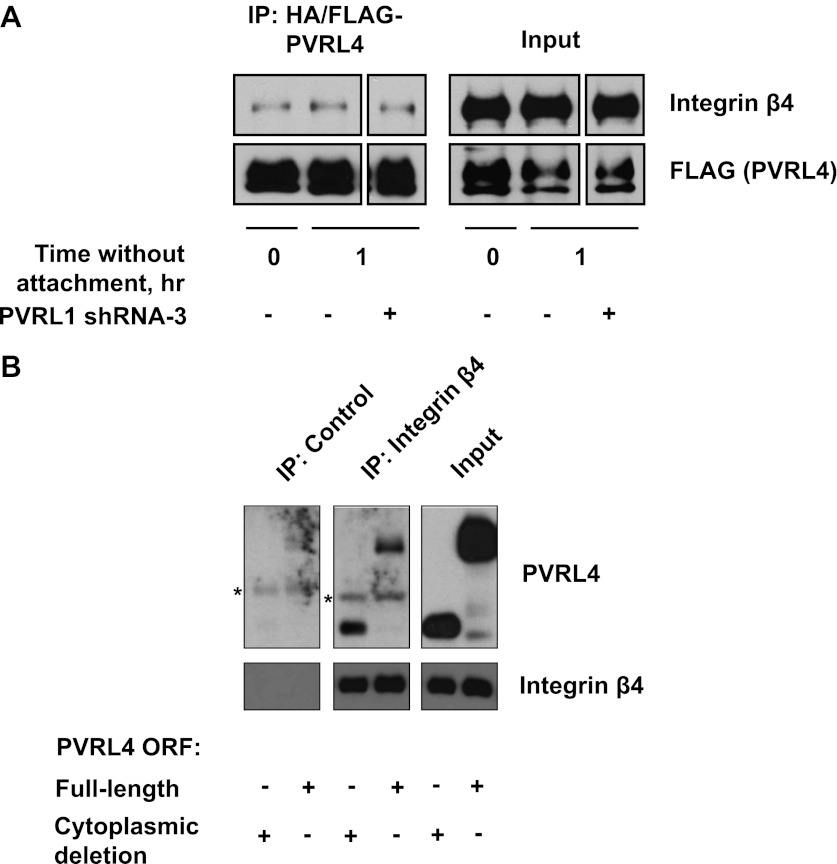 Figure 5—figure supplement 1.