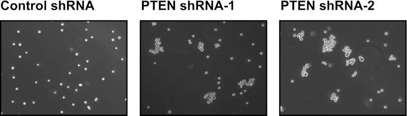 Figure 4—figure supplement 5.