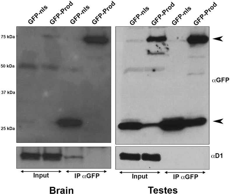 Figure 4—figure supplement 1.