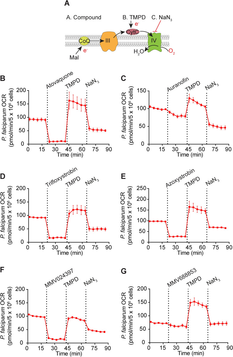 Fig 6