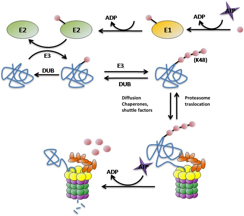 FIGURE 2