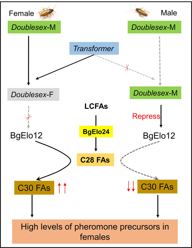 Fig 7