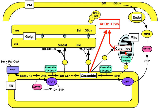 Figure 11.