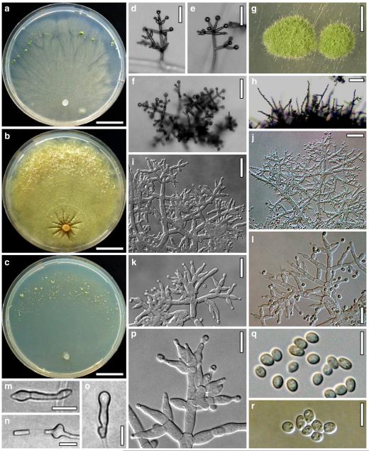 Fig. 72