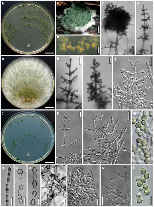 Fig. 21