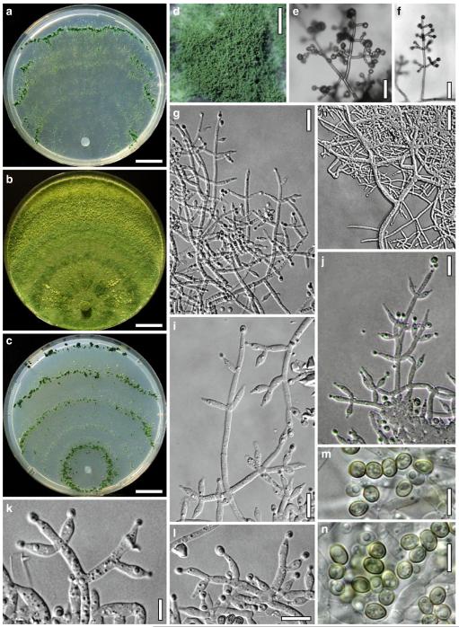 Fig. 15