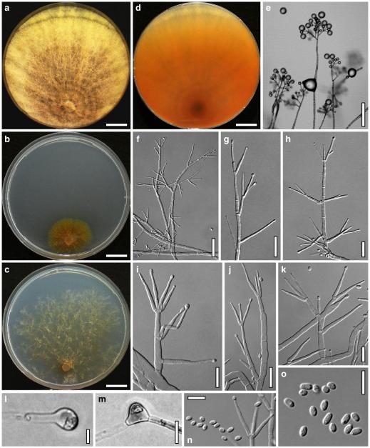 Fig. 62