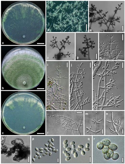 Fig. 13