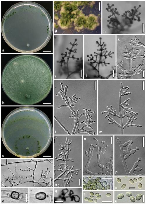 Fig. 7