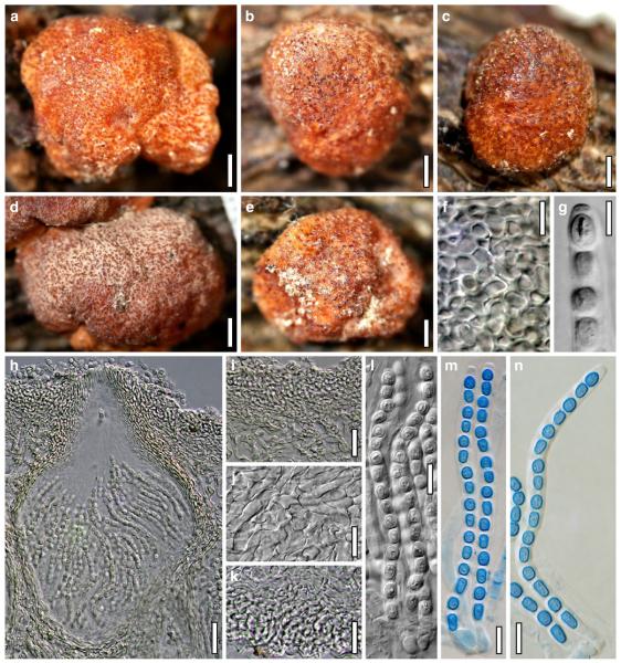 Fig. 98