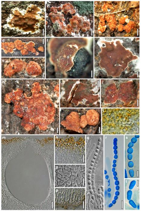 Fig. 20