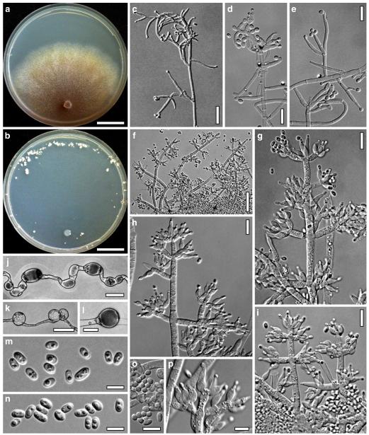 Fig. 82