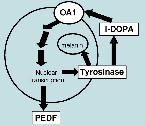 An autocrine loop between OA1 and tyrosinase and linked through l-DOPA includes the secretion of at least one very potent retinal neurotrophic factor, PEDF. Changes in OA1 signaling may underlie the disruptions in retinal development that cause albinism-related vision problems.