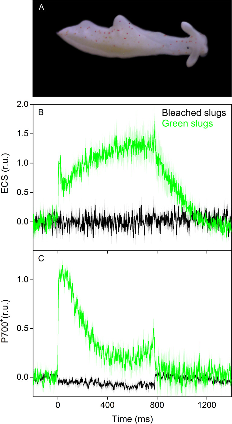 Figure 4—figure supplement 1.