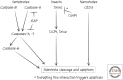 Figure 17.