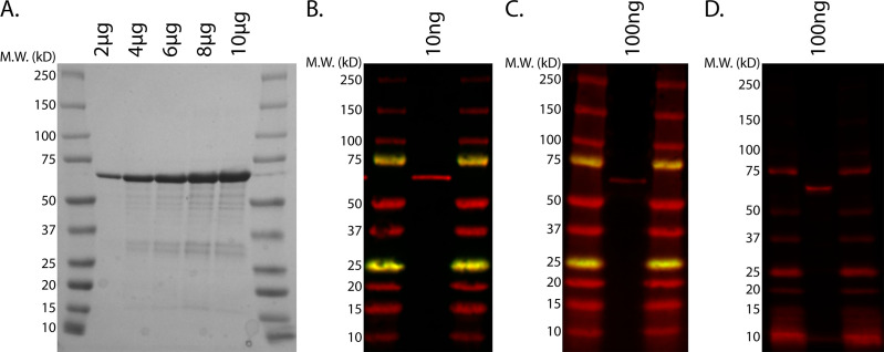 Figure 2—figure supplement 1.