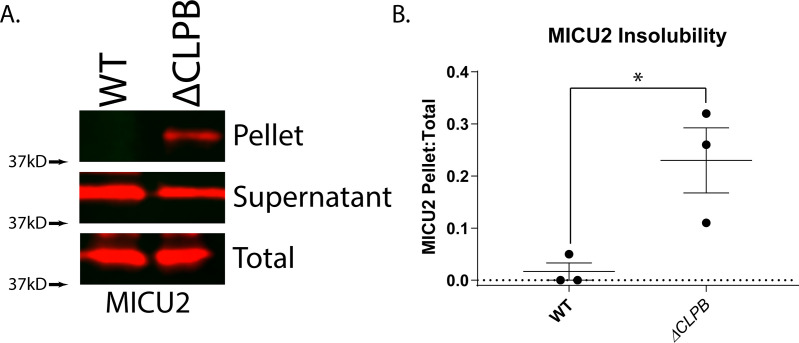 Figure 7—figure supplement 3.