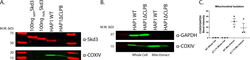 Figure 7—figure supplement 1.